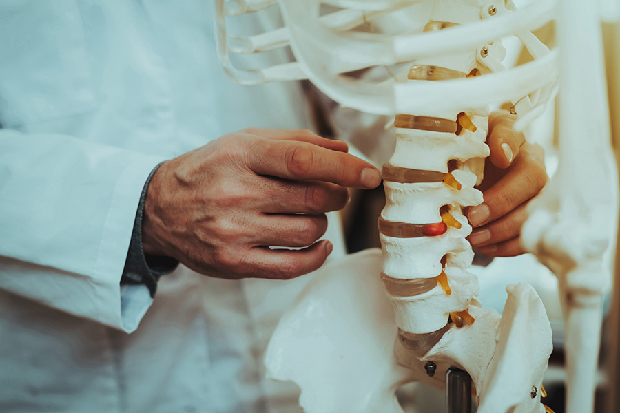 Close up of doctor holding a skeleton model