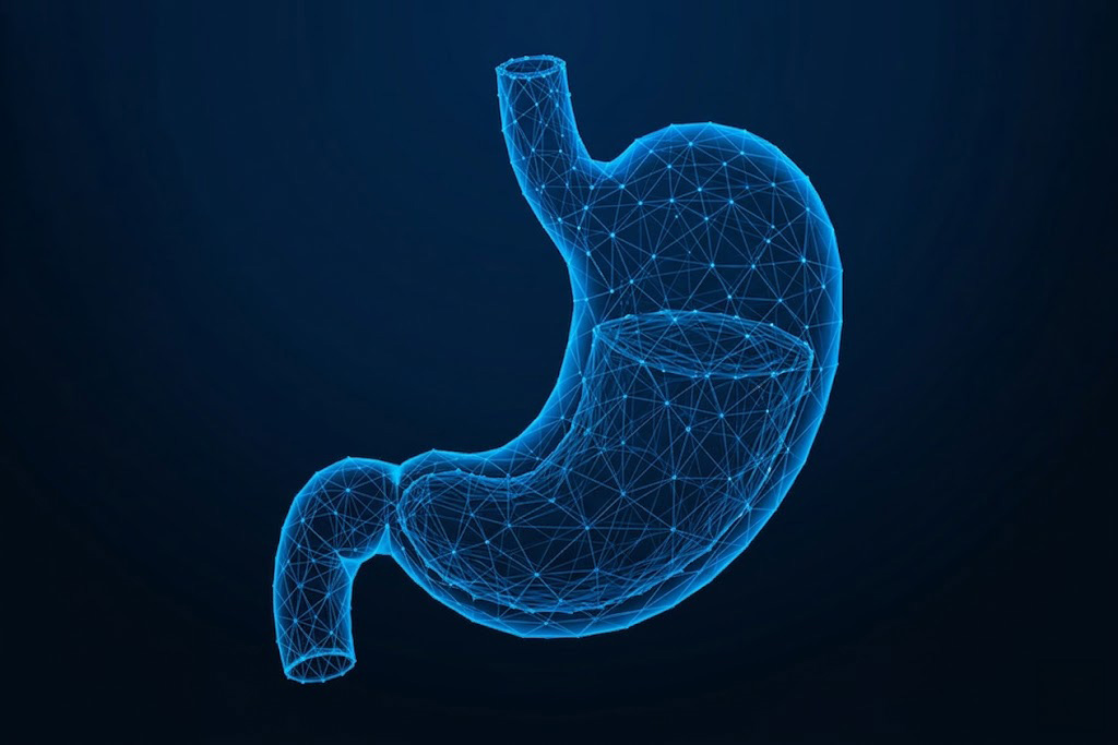 3D Stomach illustration